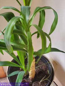 your_submissive_doll Onlyfans Утечки Нагого Альбома - Последние утечки