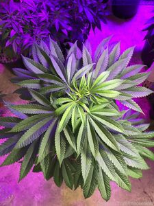 neptunenips Onlyfans Dernières fuites de photos nues