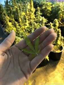 neptunenips Onlyfans Neueste Nacktfoto-Leaks