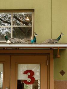 Ushna Malik Özel Onlyfans Sızdırılan Nü